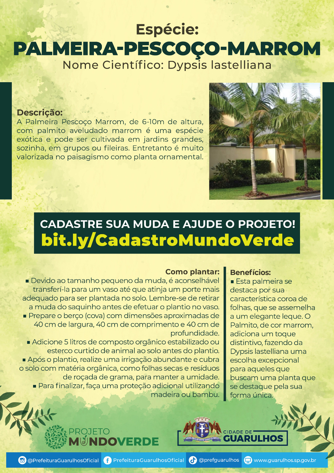 palmeira-pescoço-marrom