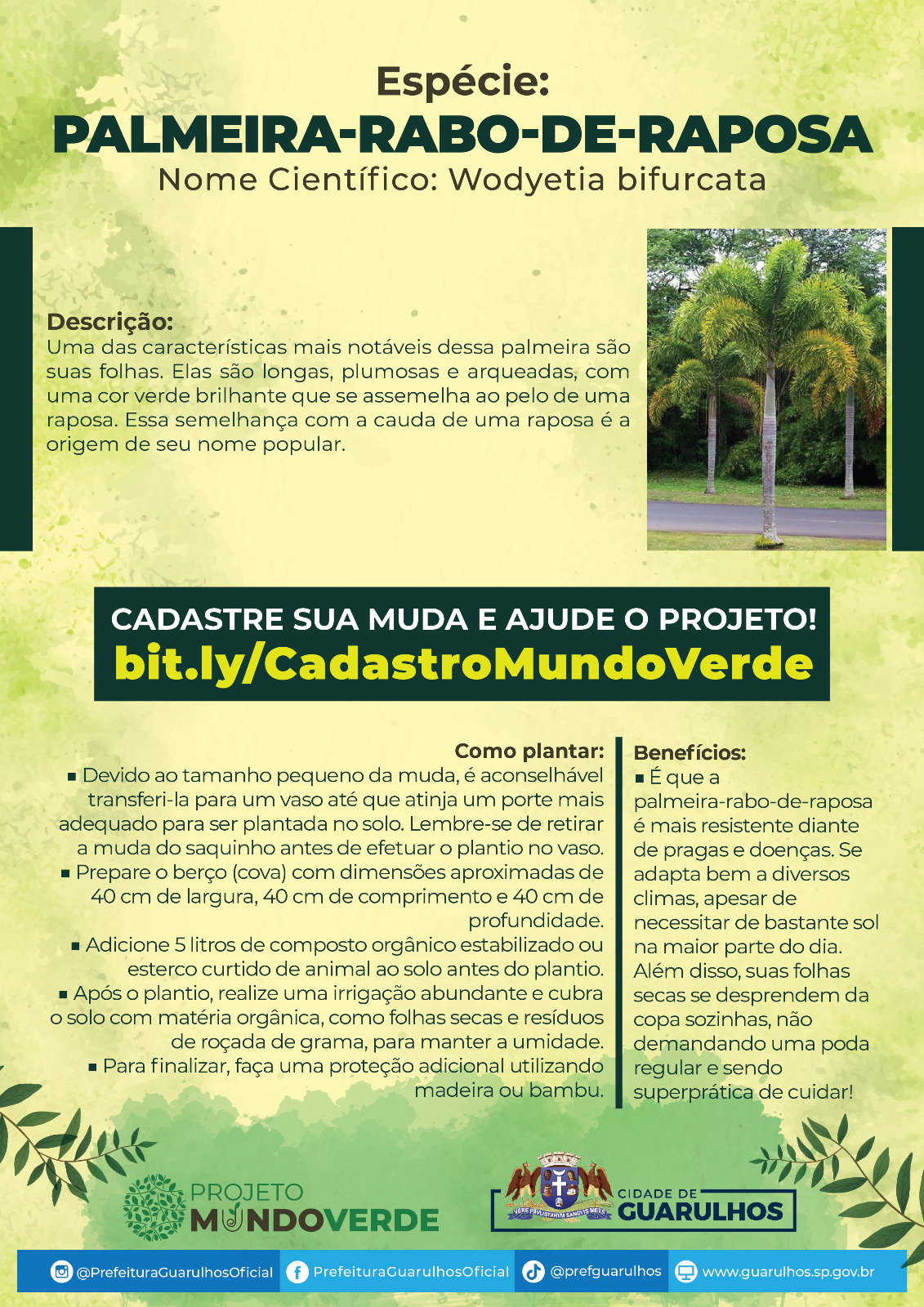 Palmeira Rabo de Raposa