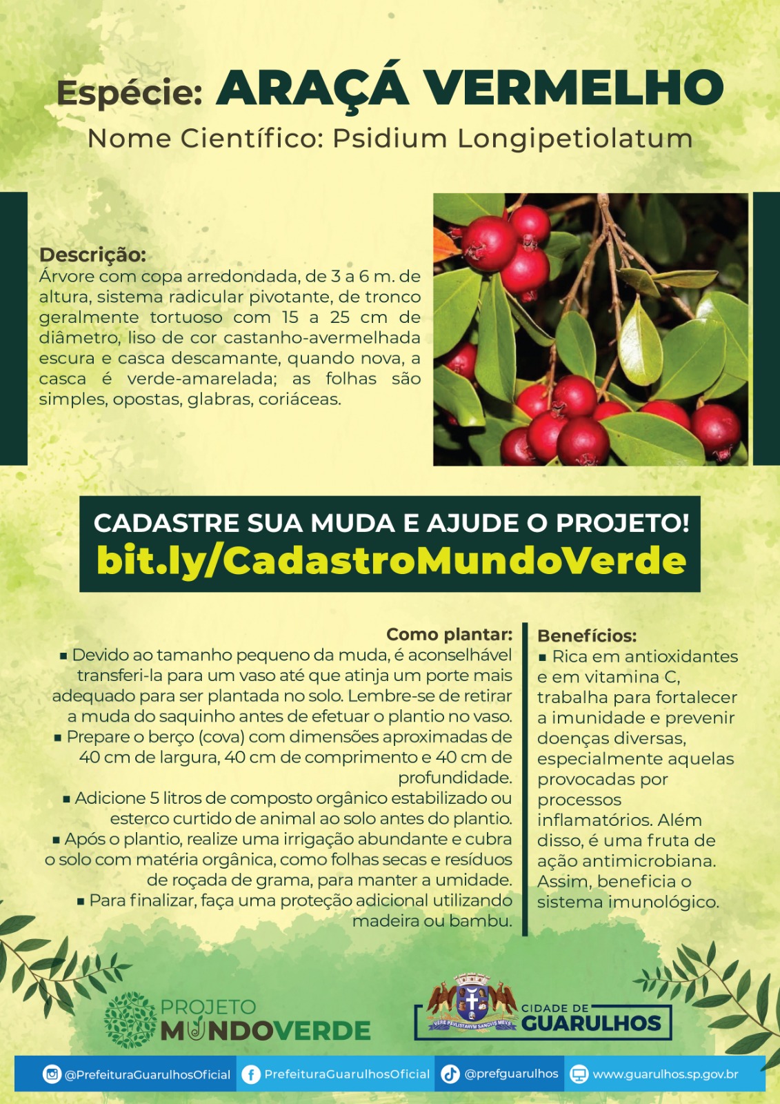 Araça Vermelho - Pag01